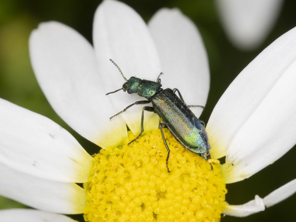 Psilothrix viridicoerulea?